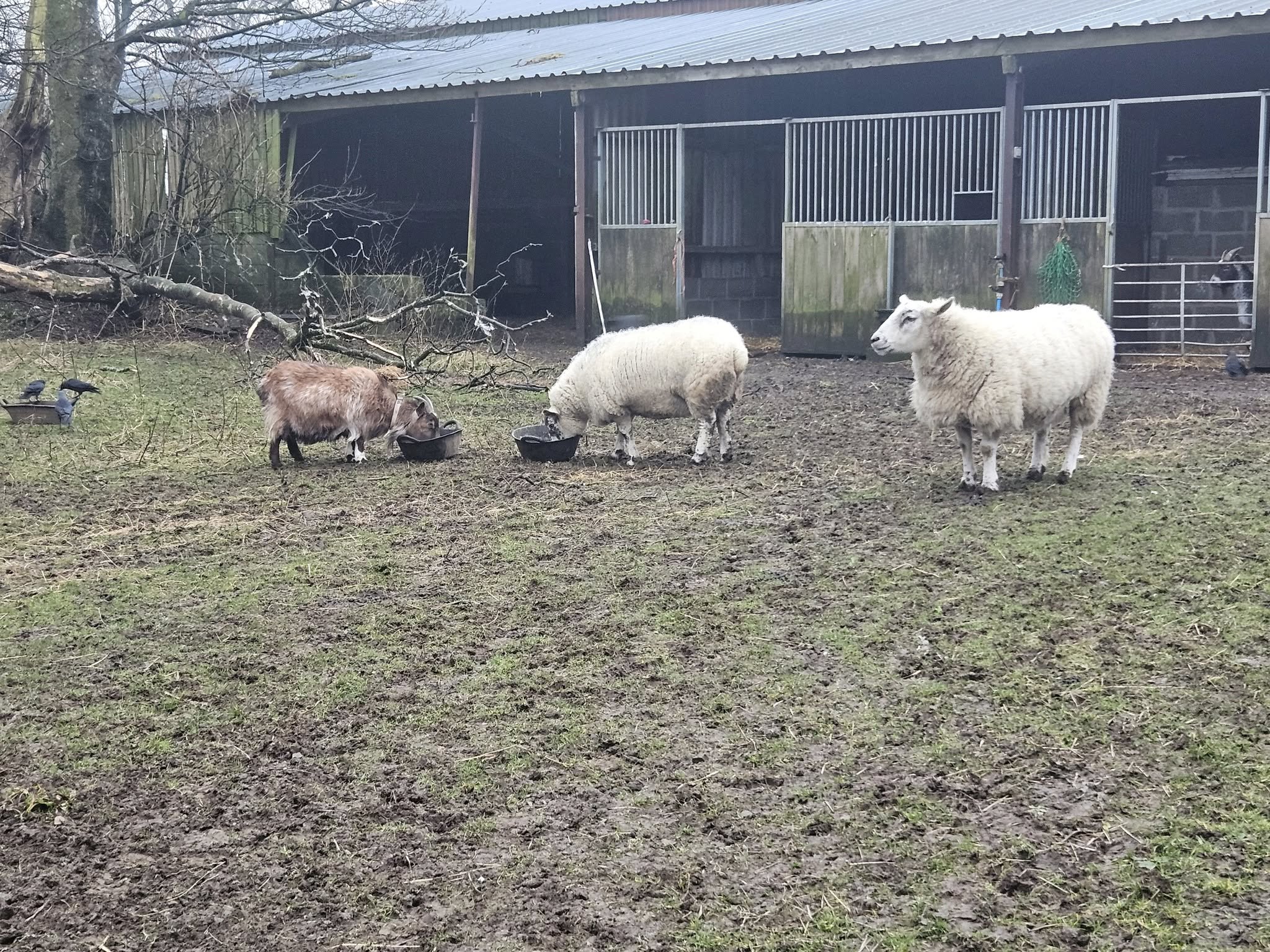 Sheep